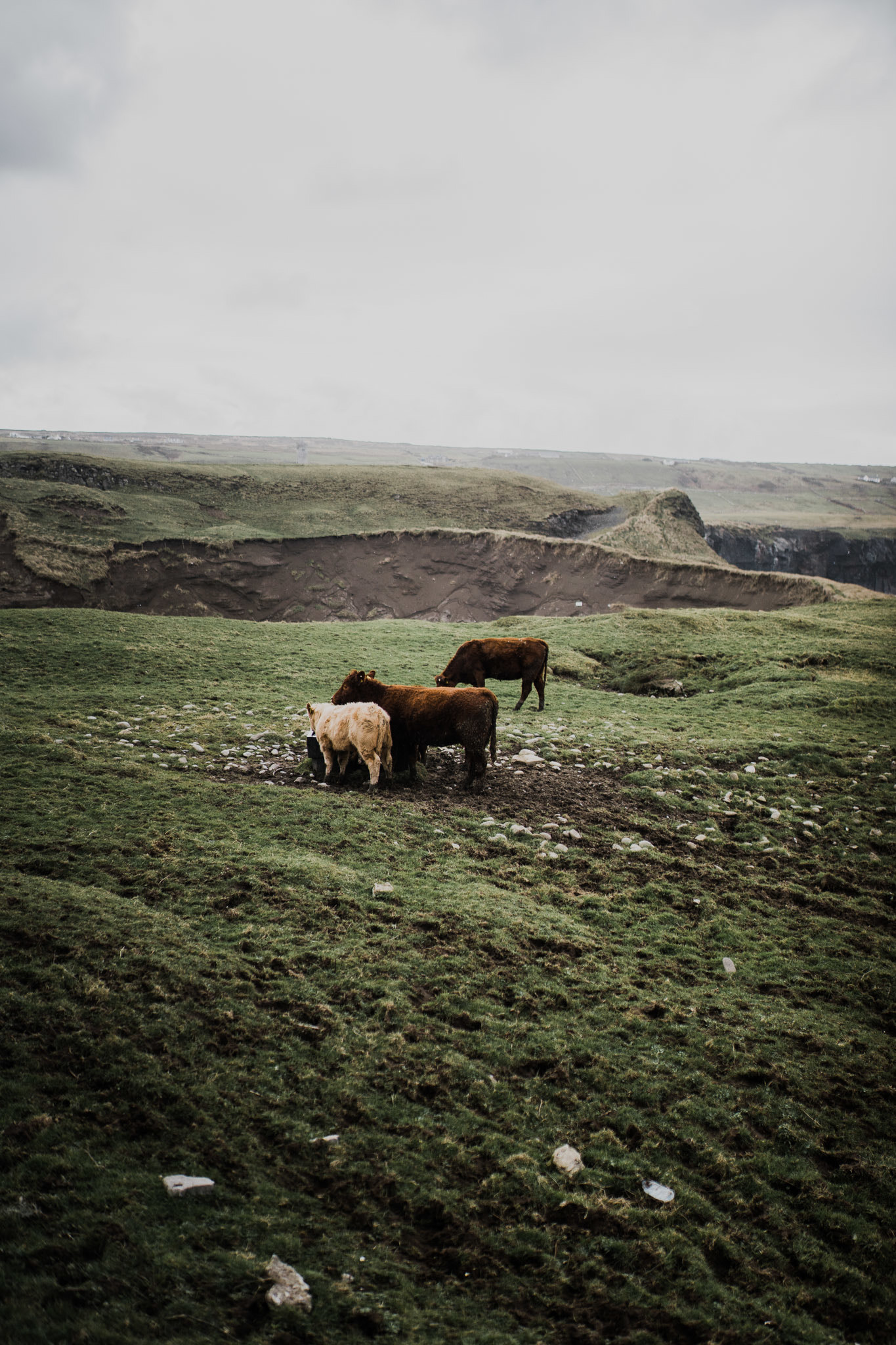 Sony a7 II + Sony DT 50mm F1.8 SAM sample photo. Horses of ireland photography