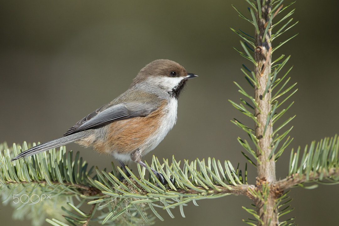 Canon EOS-1D Mark IV + Canon EF 500mm F4L IS USM sample photo. Boreal chickadee photography