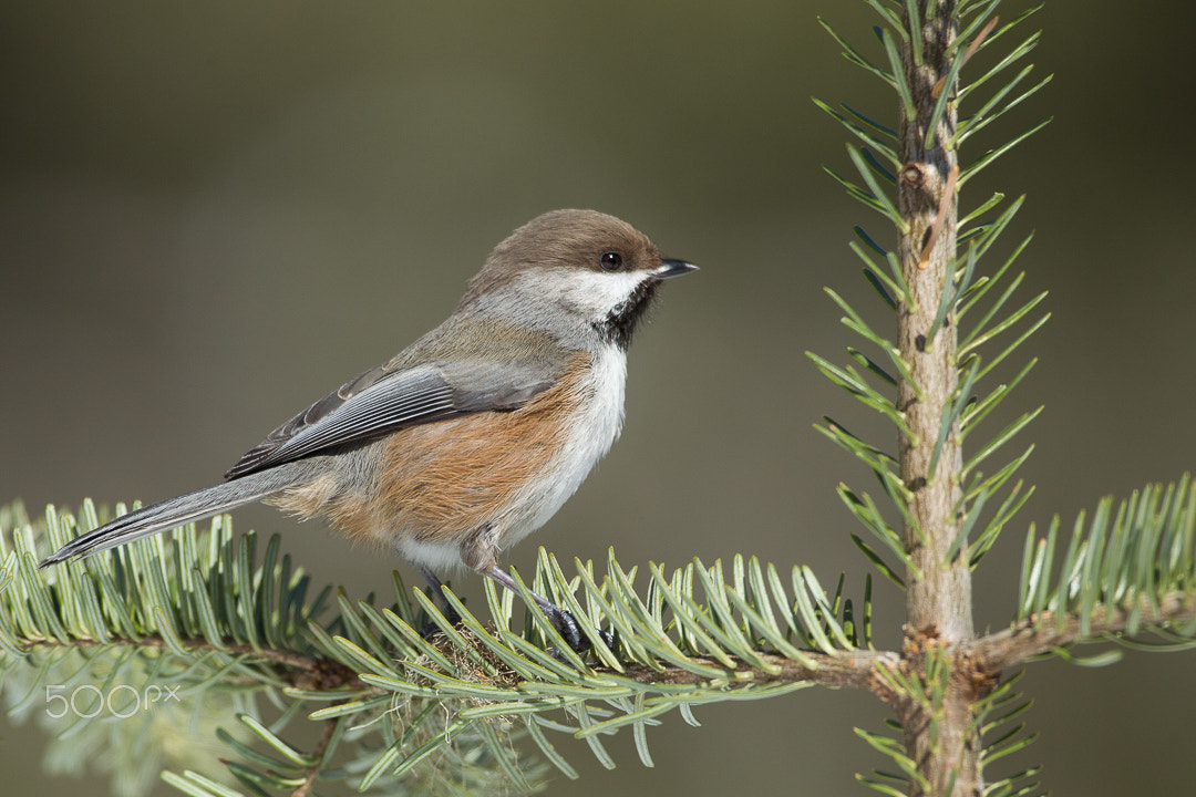 Canon EOS-1D Mark IV sample photo. Boreal chickadee photography