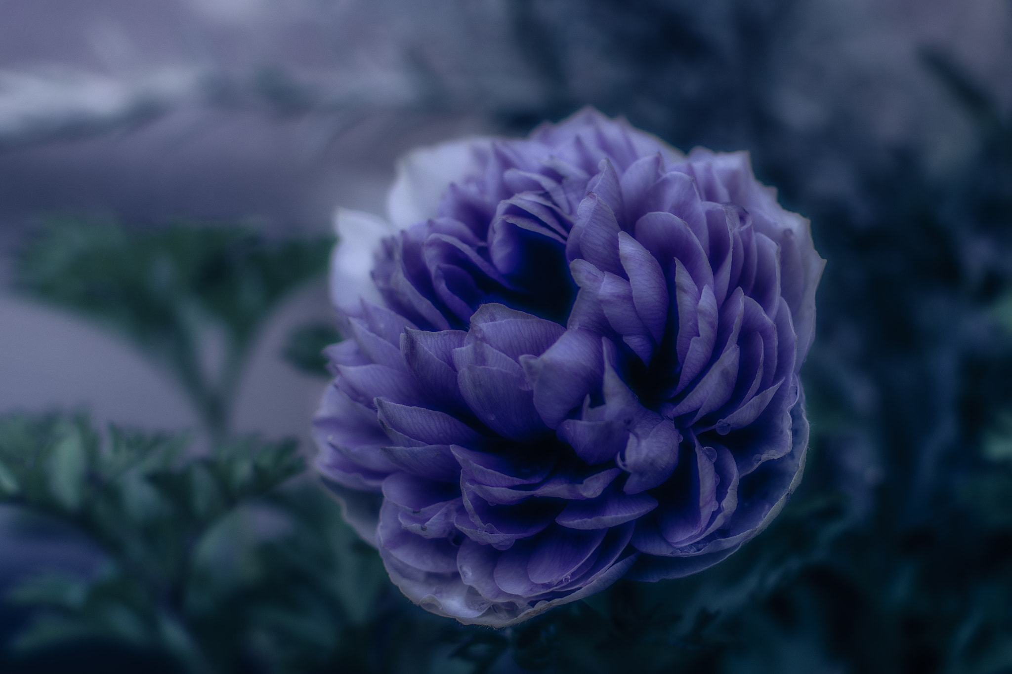 Pentax K-3 sample photo. Blue flower photography
