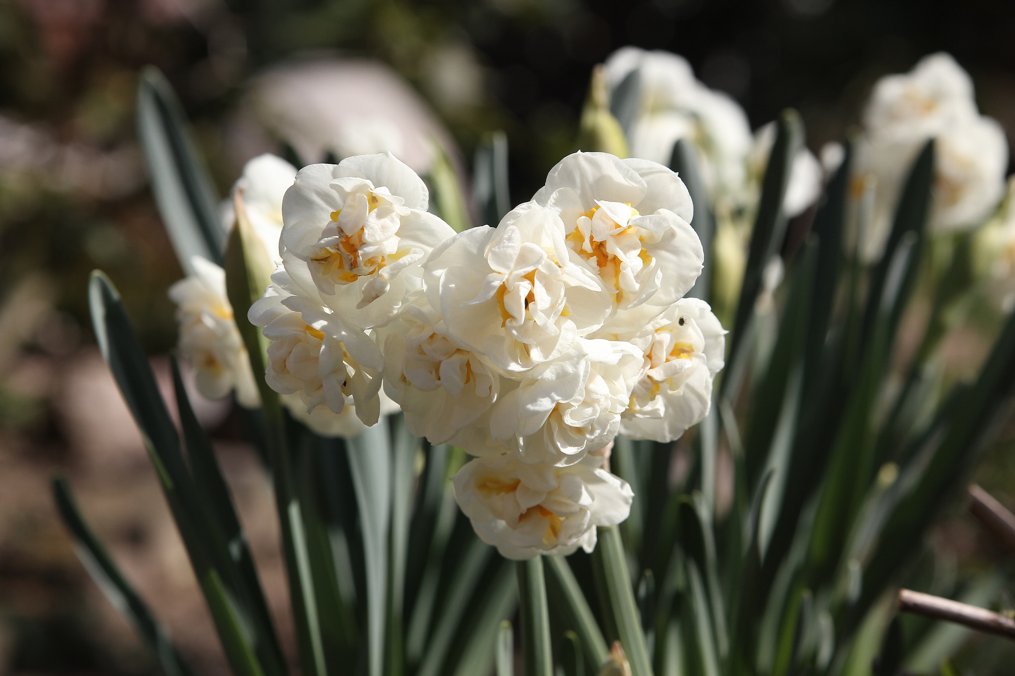 Canon EOS 550D (EOS Rebel T2i / EOS Kiss X4) sample photo. First flowers photography