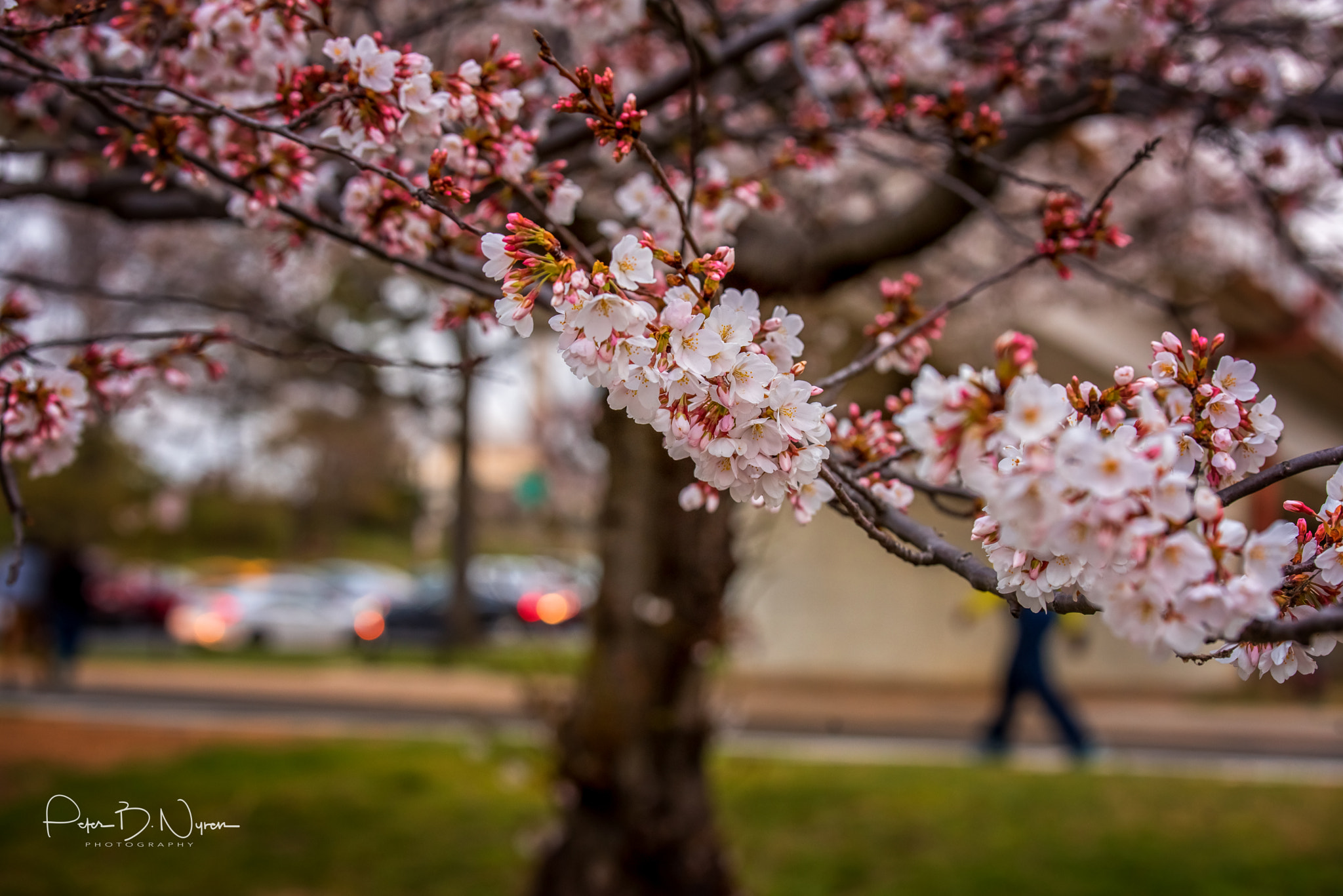 Tamron SP 70-200mm F2.8 Di VC USD sample photo. Cherry blossoms photography