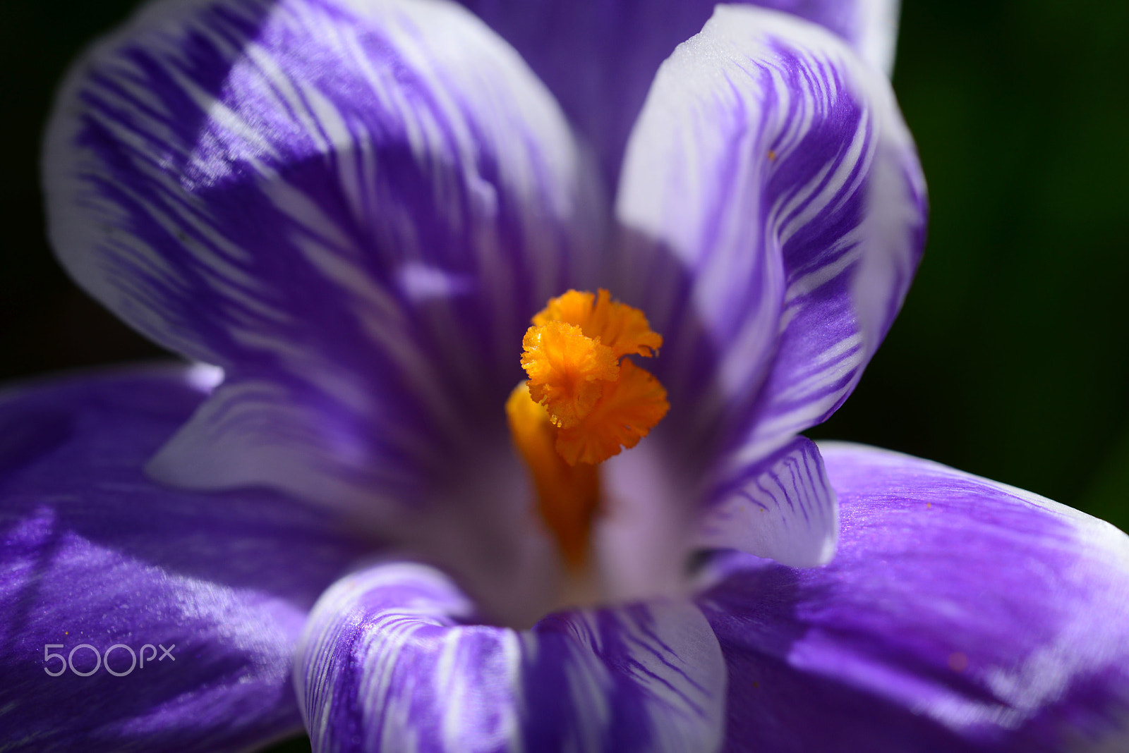 Nikon D800 + Sigma 150mm F2.8 EX DG OS Macro HSM sample photo. Krokus photography