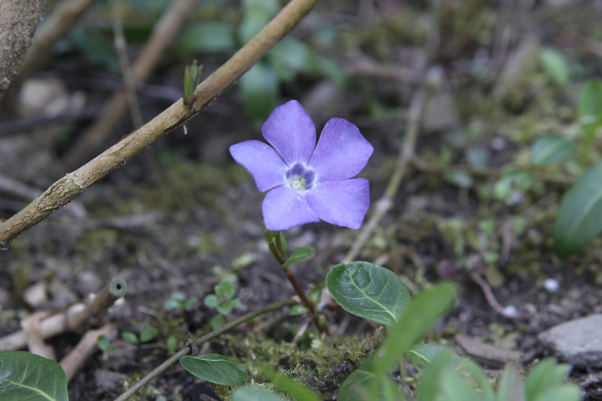 Canon EOS 550D (EOS Rebel T2i / EOS Kiss X4) sample photo. First flowers photography
