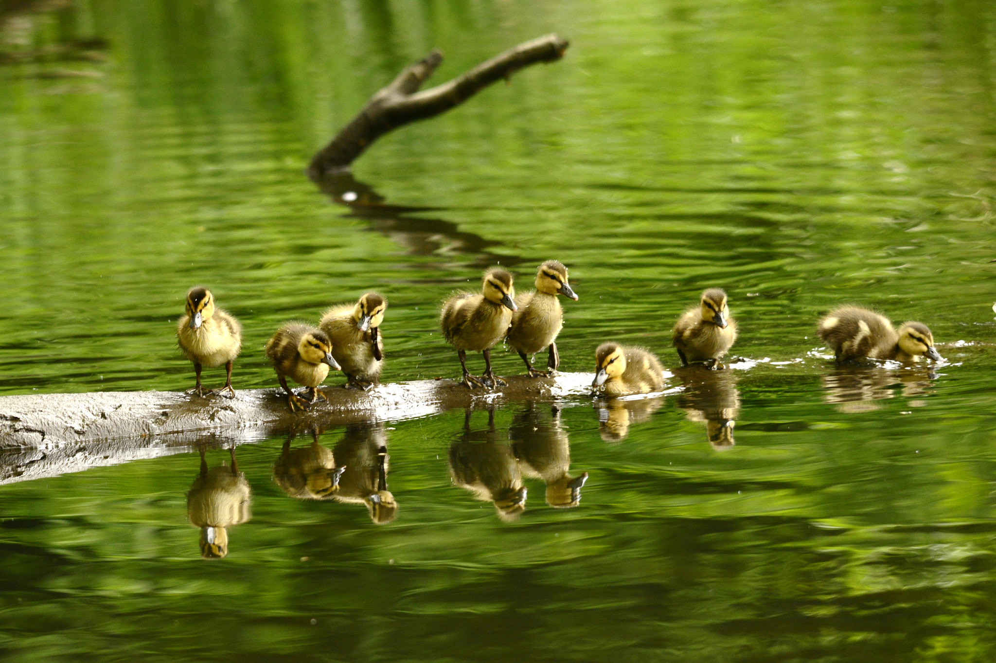 Nikon D800E sample photo. Mallards photography