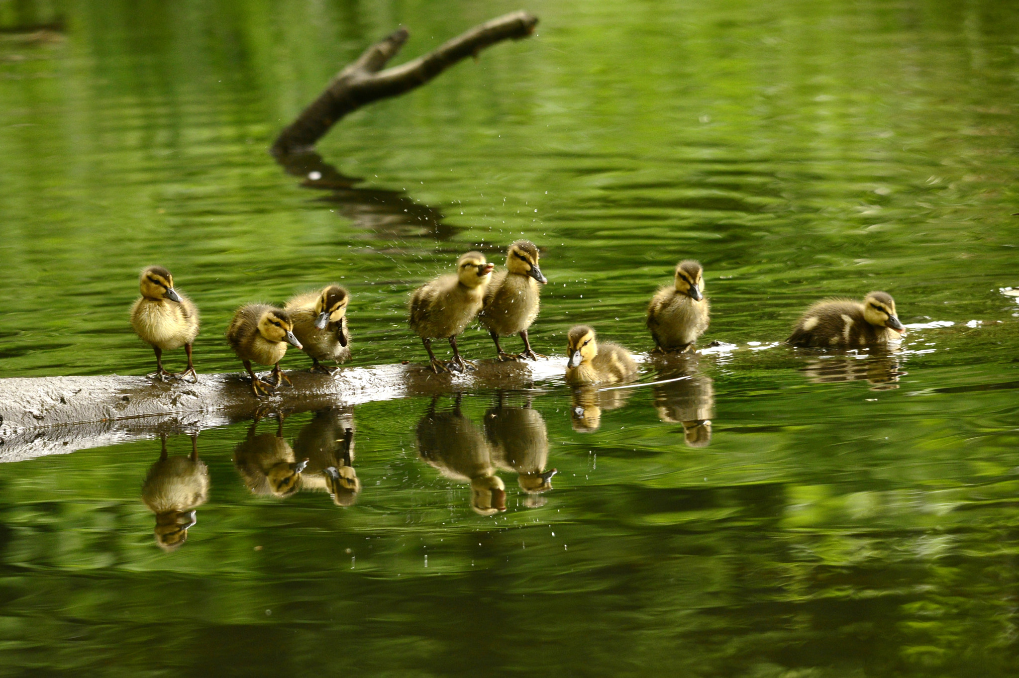 Nikon D800E sample photo. Mallards photography