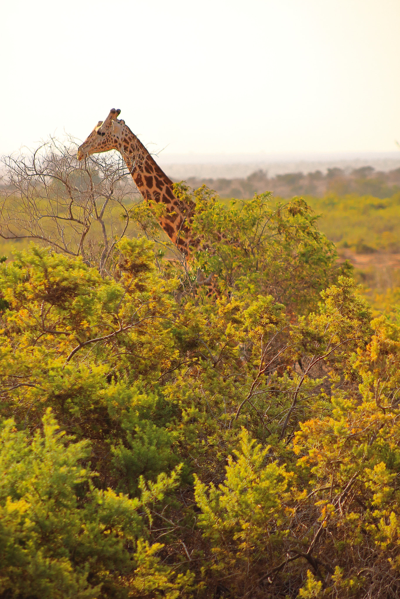 Canon EOS 50D + EF75-300mm f/4-5.6 sample photo. Kenia view from above photography