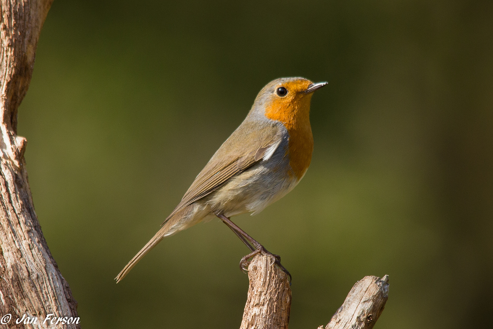 Sigma 150-500mm F5-6.3 DG OS HSM sample photo. Robin photography