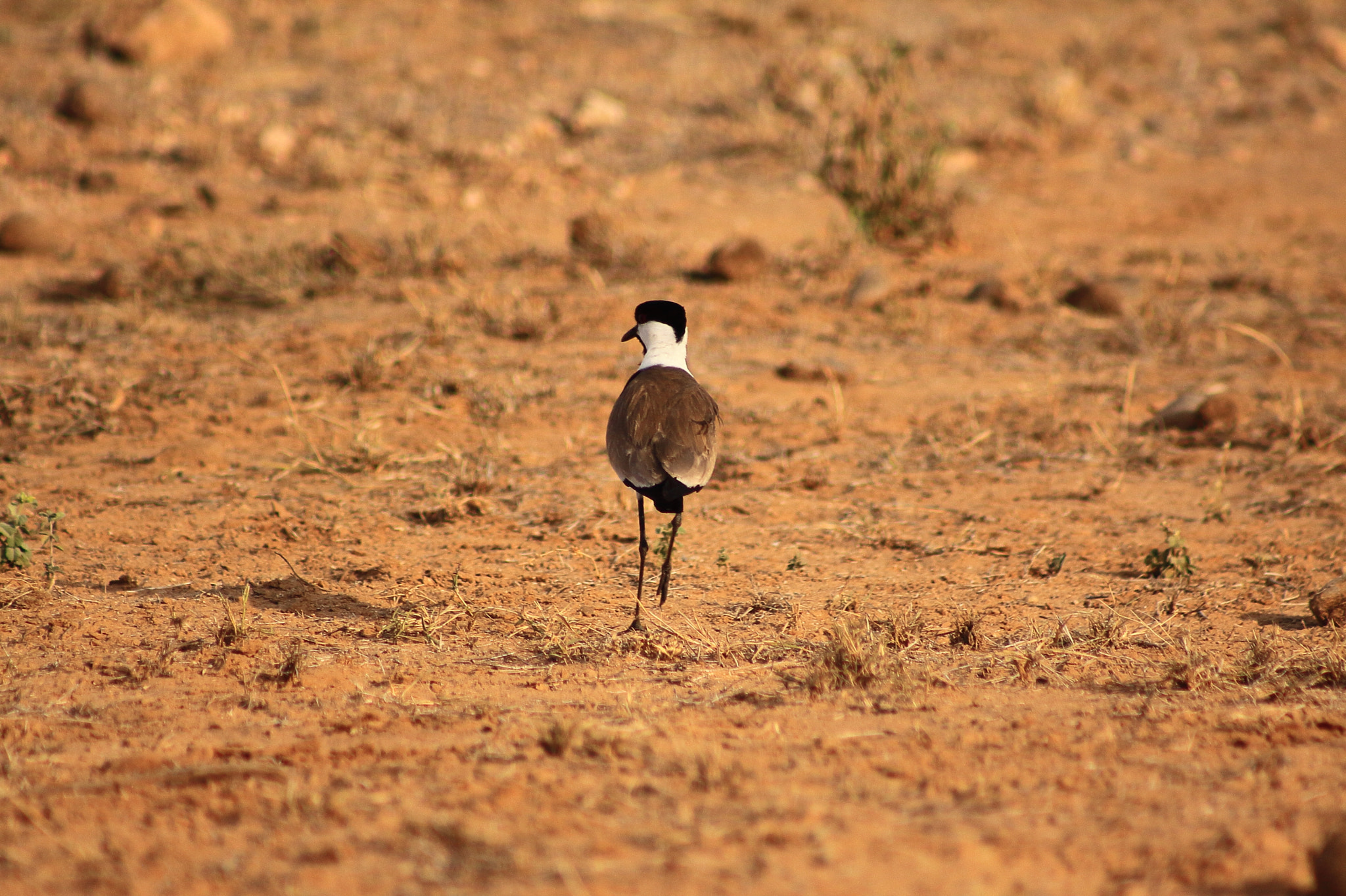 Canon EOS 50D + EF75-300mm f/4-5.6 sample photo. Kenia solitary bird photography