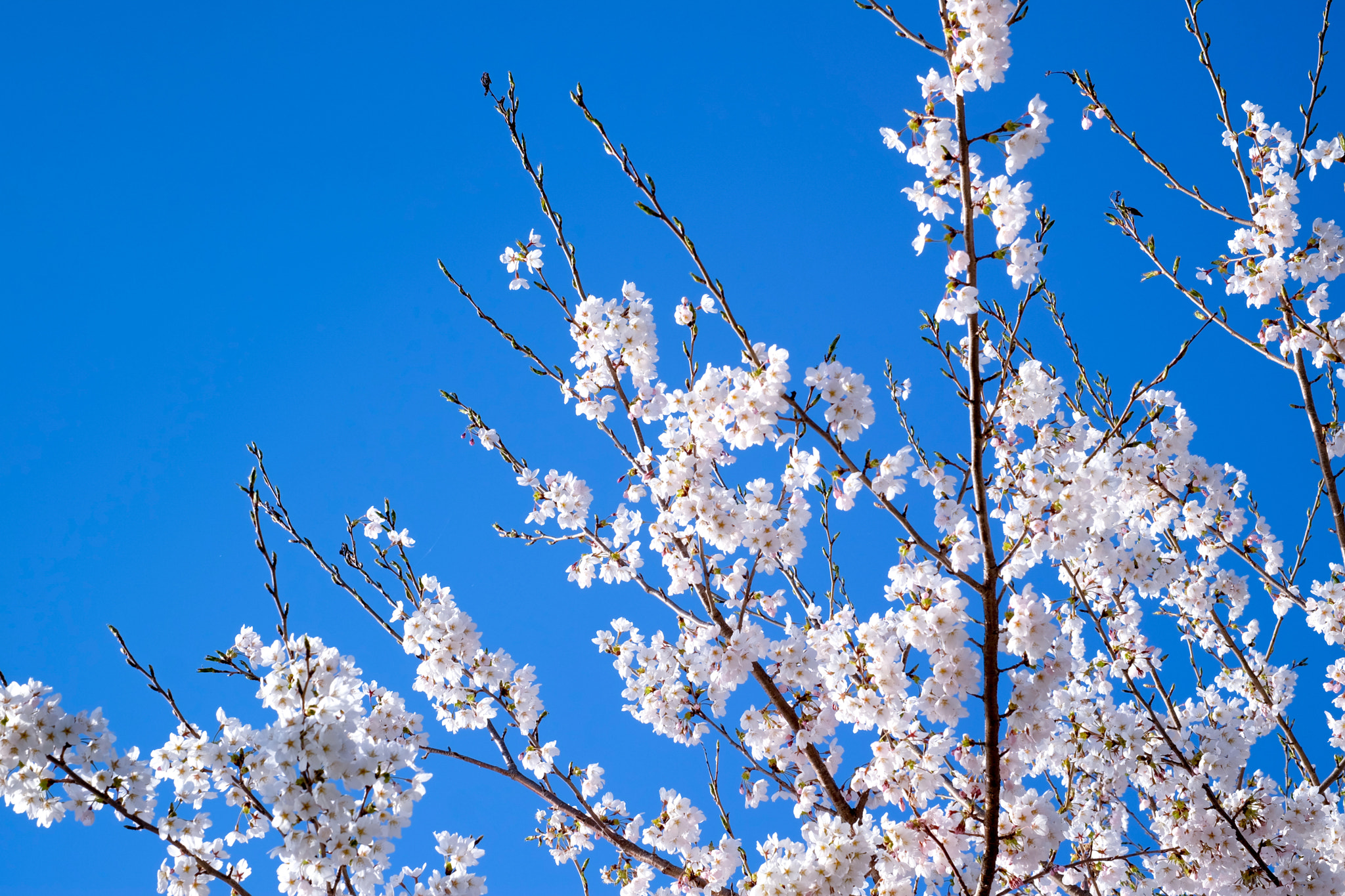 Fujifilm X-M1 sample photo. Cherry blossoms in spring! photography