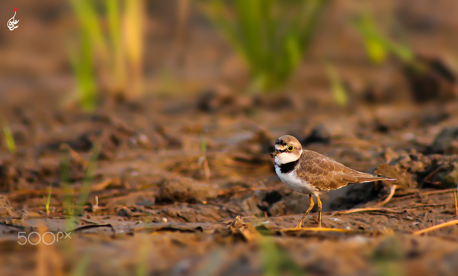Canon EOS 7D + EF75-300mm f/4-5.6 sample photo. Little ringed plover photography