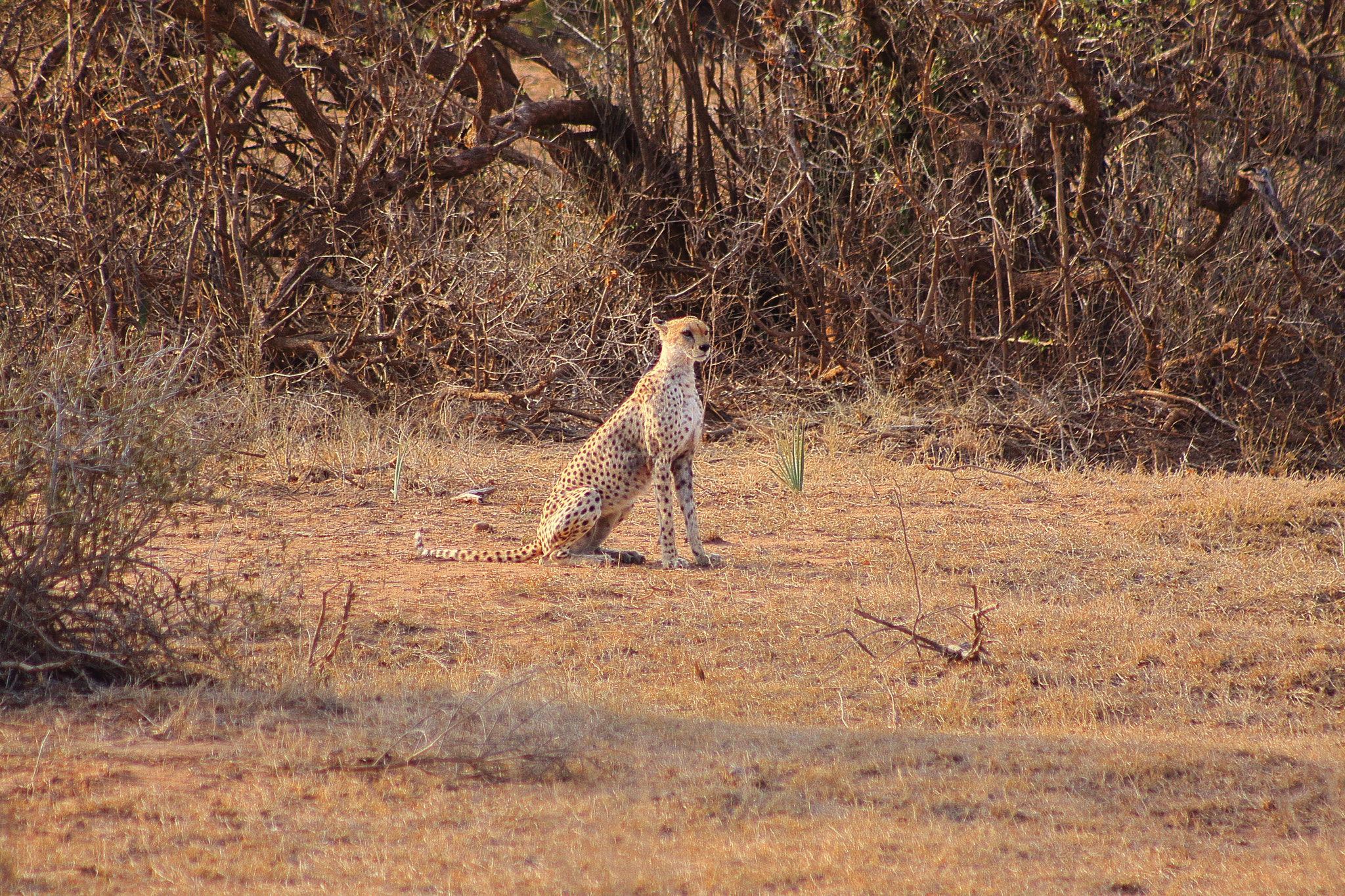 Canon EOS 50D + EF75-300mm f/4-5.6 sample photo. Kenia cheetah photography