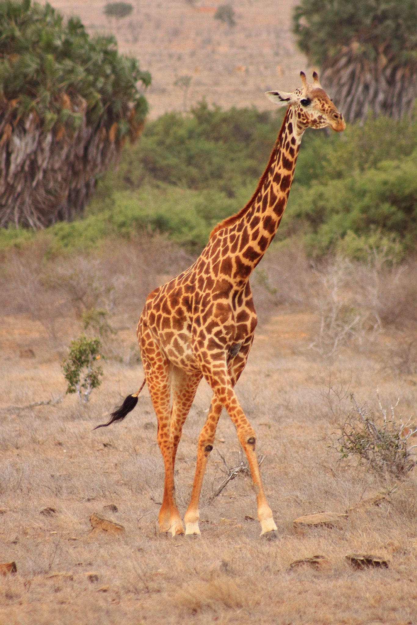 Canon EOS 50D + EF75-300mm f/4-5.6 sample photo. Kenia the giraffe photography