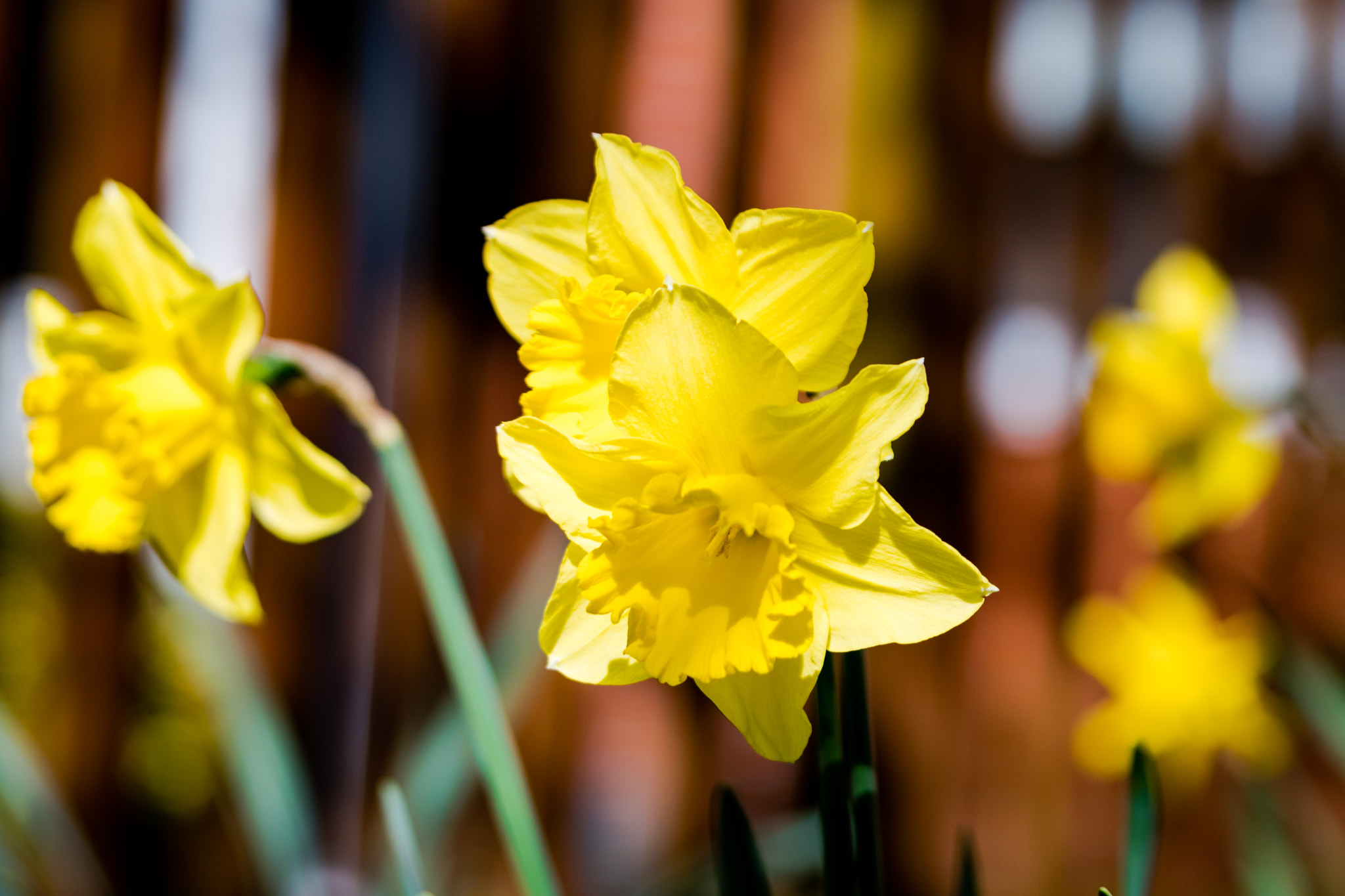 Sigma 24-70mm F2.8 EX DG HSM sample photo. Happy mothers day! photography