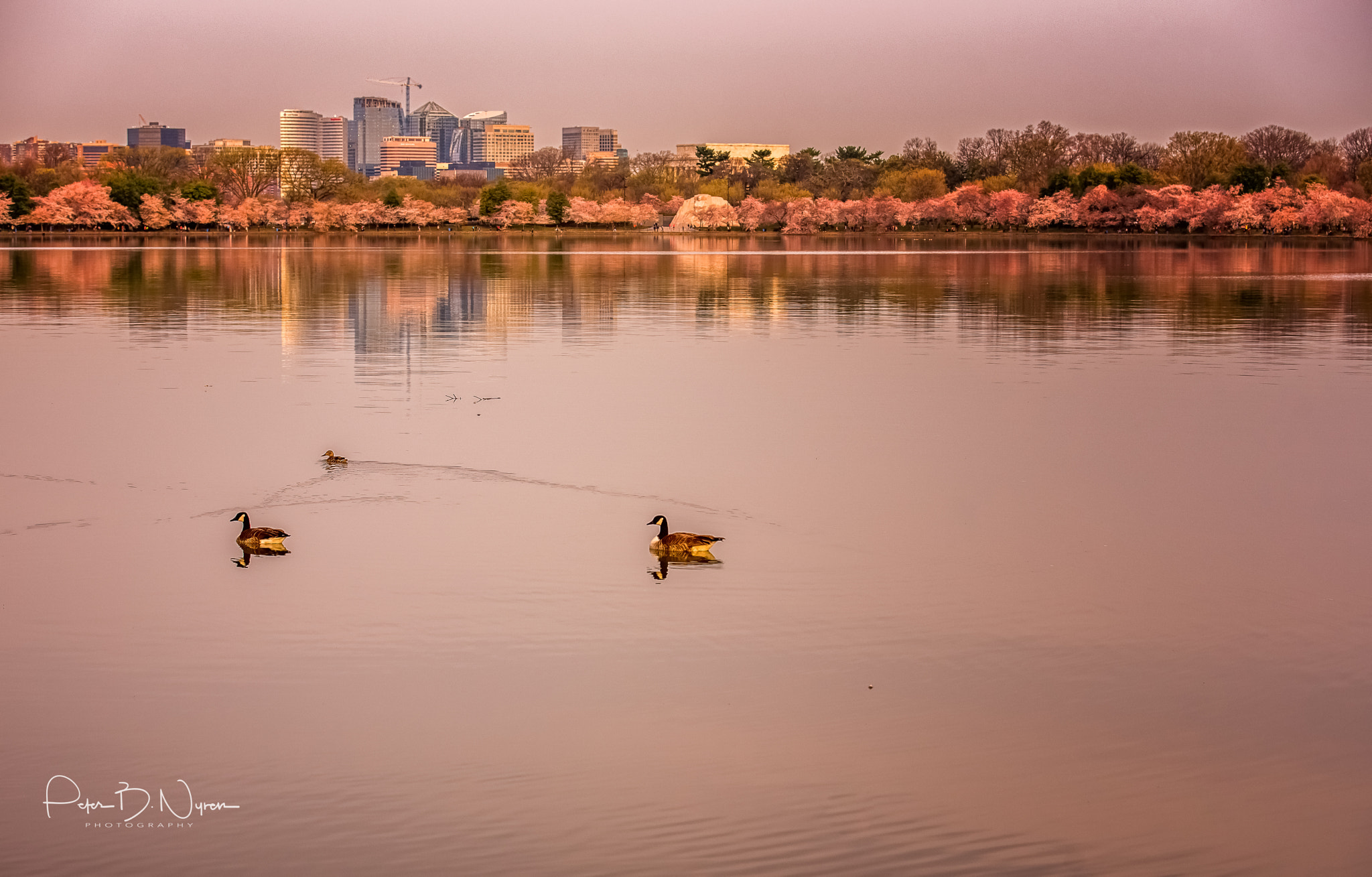 Nikon D750 sample photo. Ducks and the cherry blossoms photography