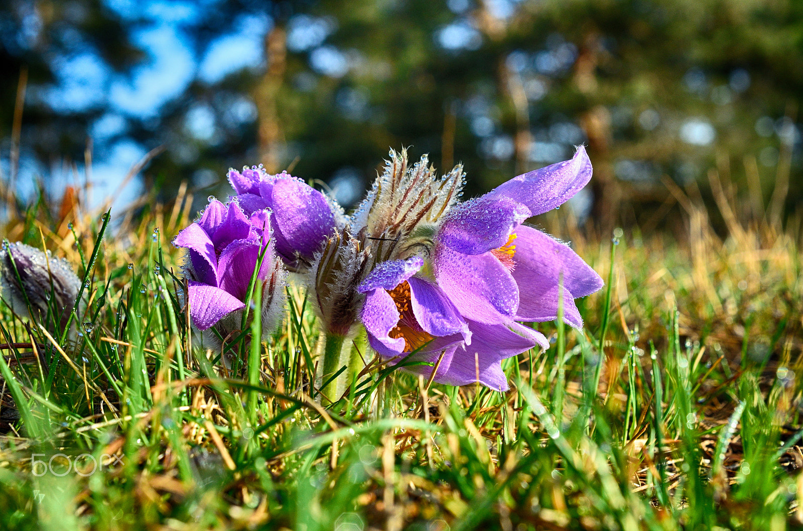 Nikon AF-S DX Micro Nikkor 40mm F2.8 sample photo. Pulsatilla photography