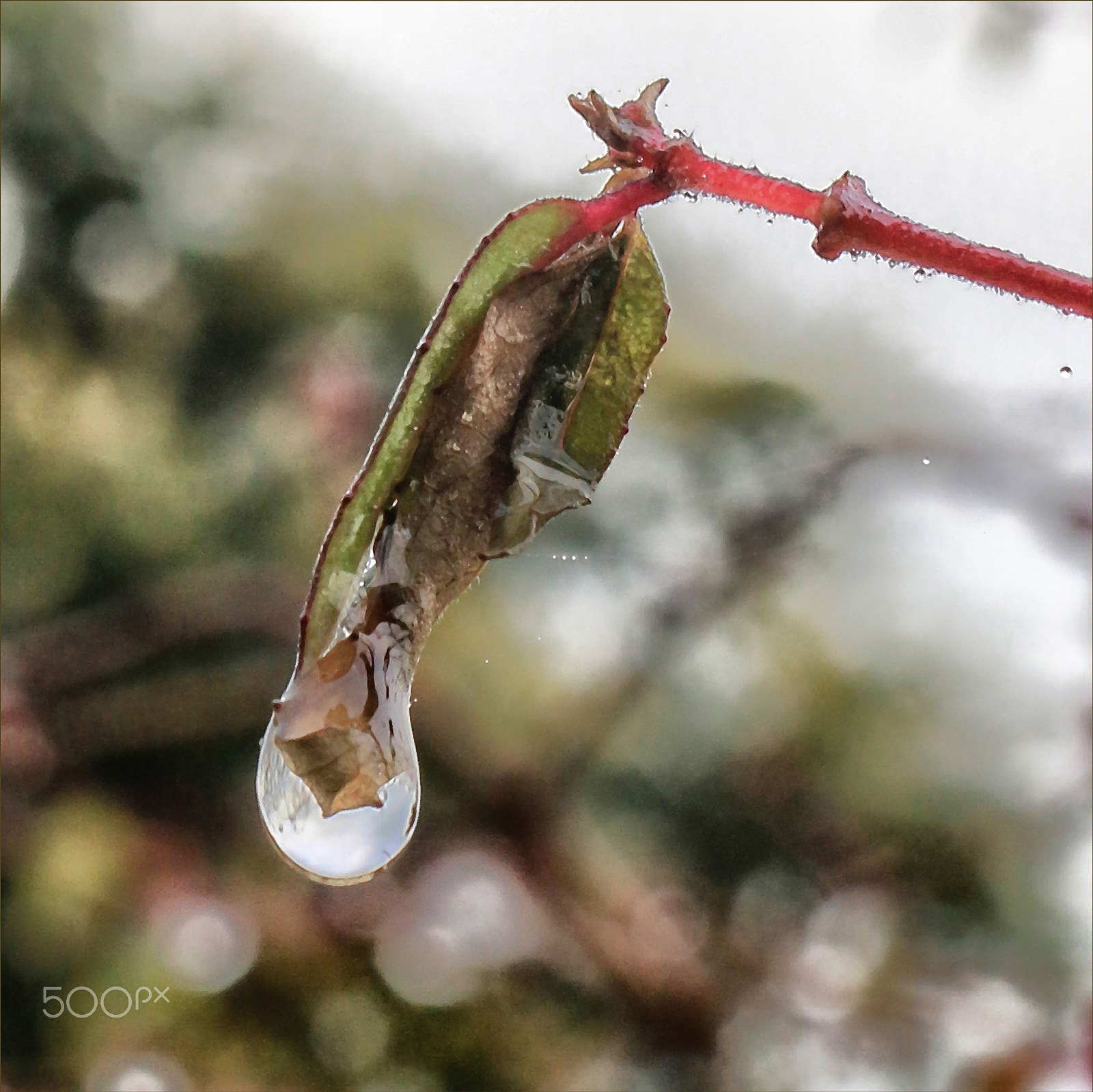 Canon EF 35mm F2 IS USM sample photo. Dew drop photography