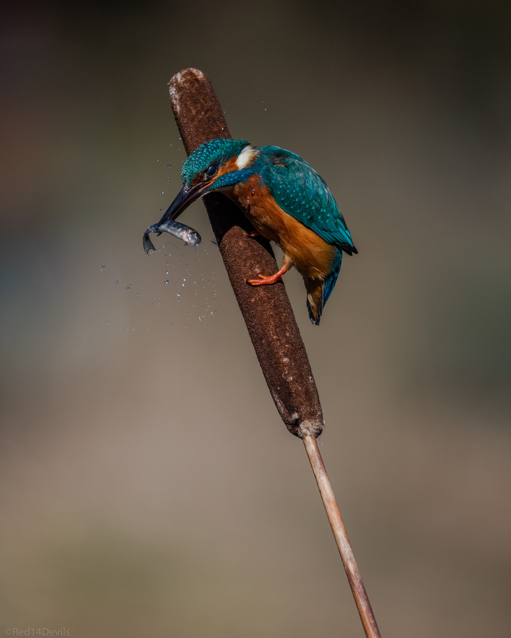 Canon EF 200-400mm F4L IS USM Extender 1.4x sample photo. Kingfisher photography