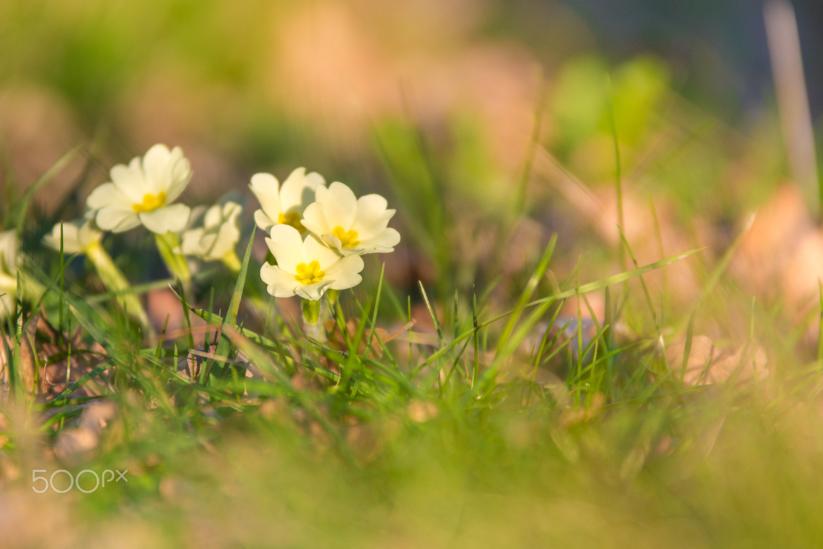Sigma 70-200mm F2.8 EX DG OS HSM sample photo. Spring photography