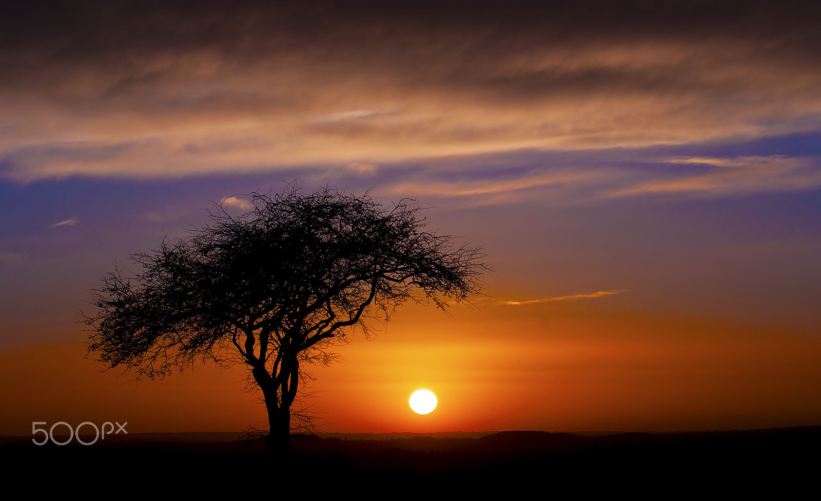 Sony Alpha DSLR-A700 + Sony 75-300mm F4.5-5.6 sample photo. Lonesome tree photography