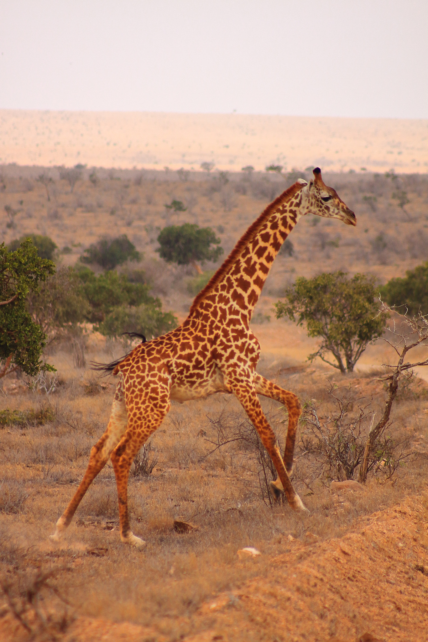 Canon EOS 50D + EF75-300mm f/4-5.6 sample photo. Kenia giraffe photography