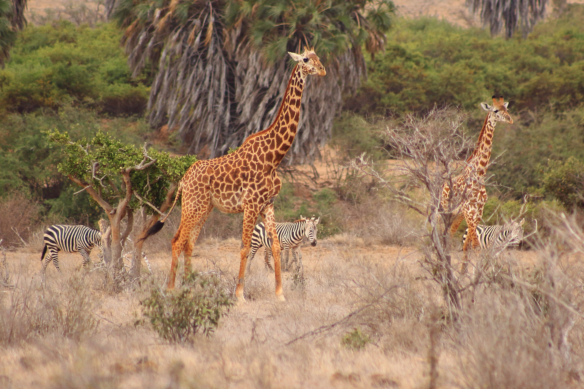Canon EOS 50D + EF75-300mm f/4-5.6 sample photo. Kenia giraffes photography