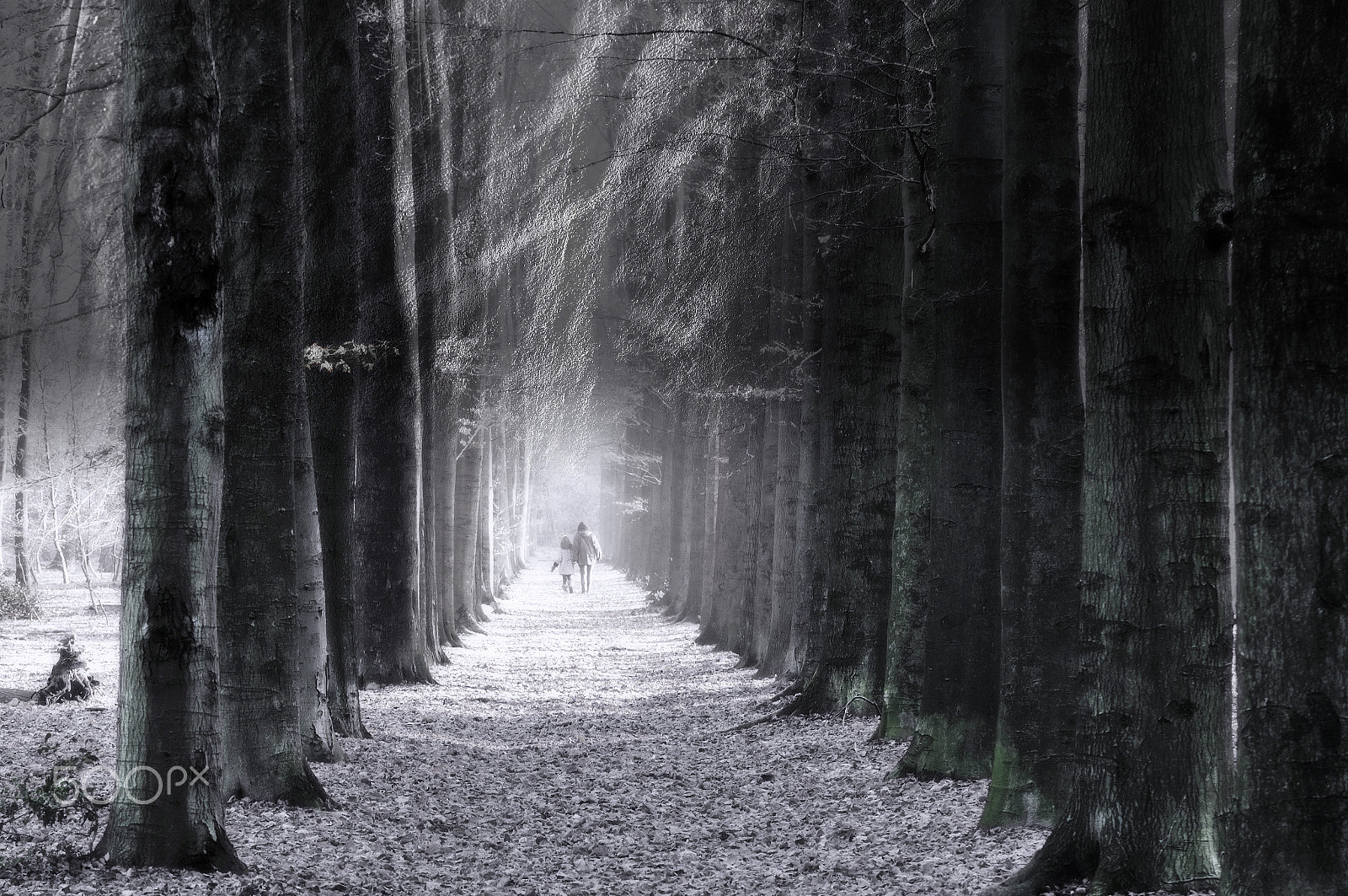 Canon EF 70-200mm F2.8L USM sample photo. Walk in a magic forest photography