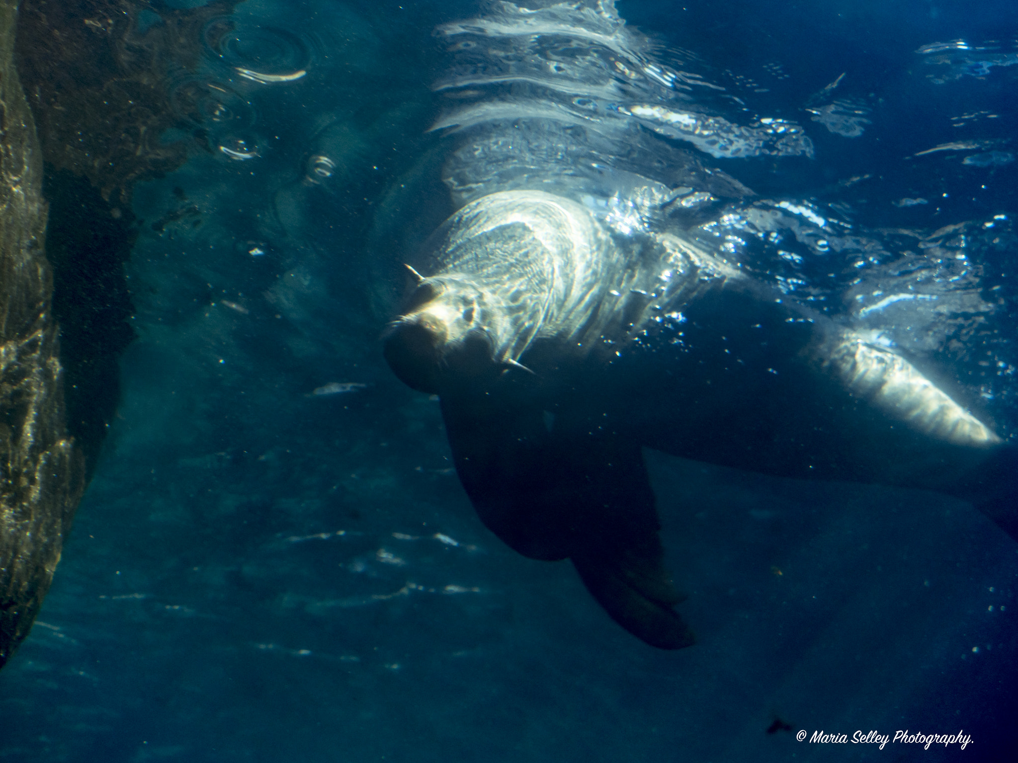 Olympus OM-D E-M1 Mark II + Olympus M.Zuiko Digital ED 40-150mm F2.8 Pro sample photo. Just swimming photography