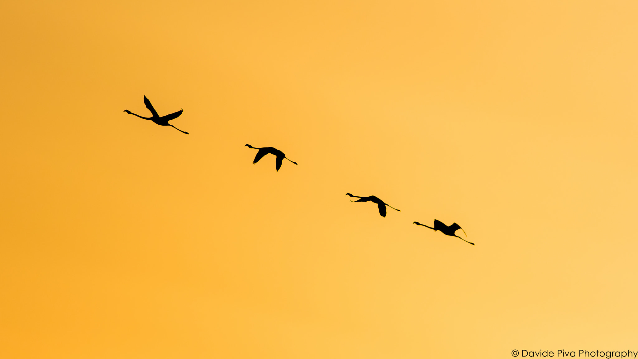 Canon EF 400mm F5.6L USM sample photo. Flying in to the sunset photography