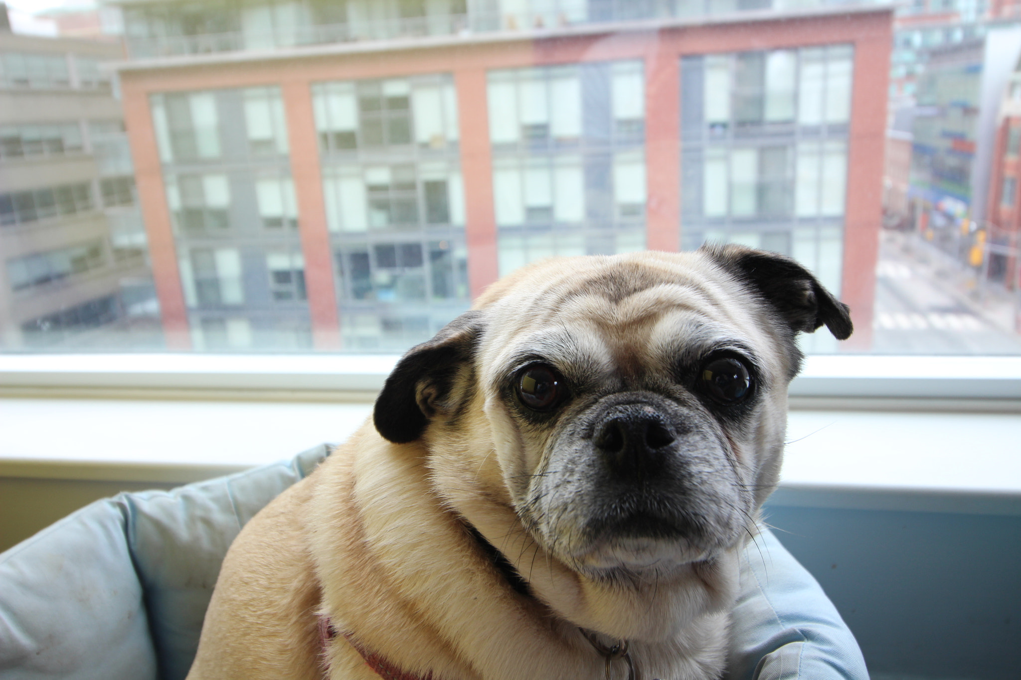 Canon EOS 700D (EOS Rebel T5i / EOS Kiss X7i) sample photo. Lizzie pug worried photography