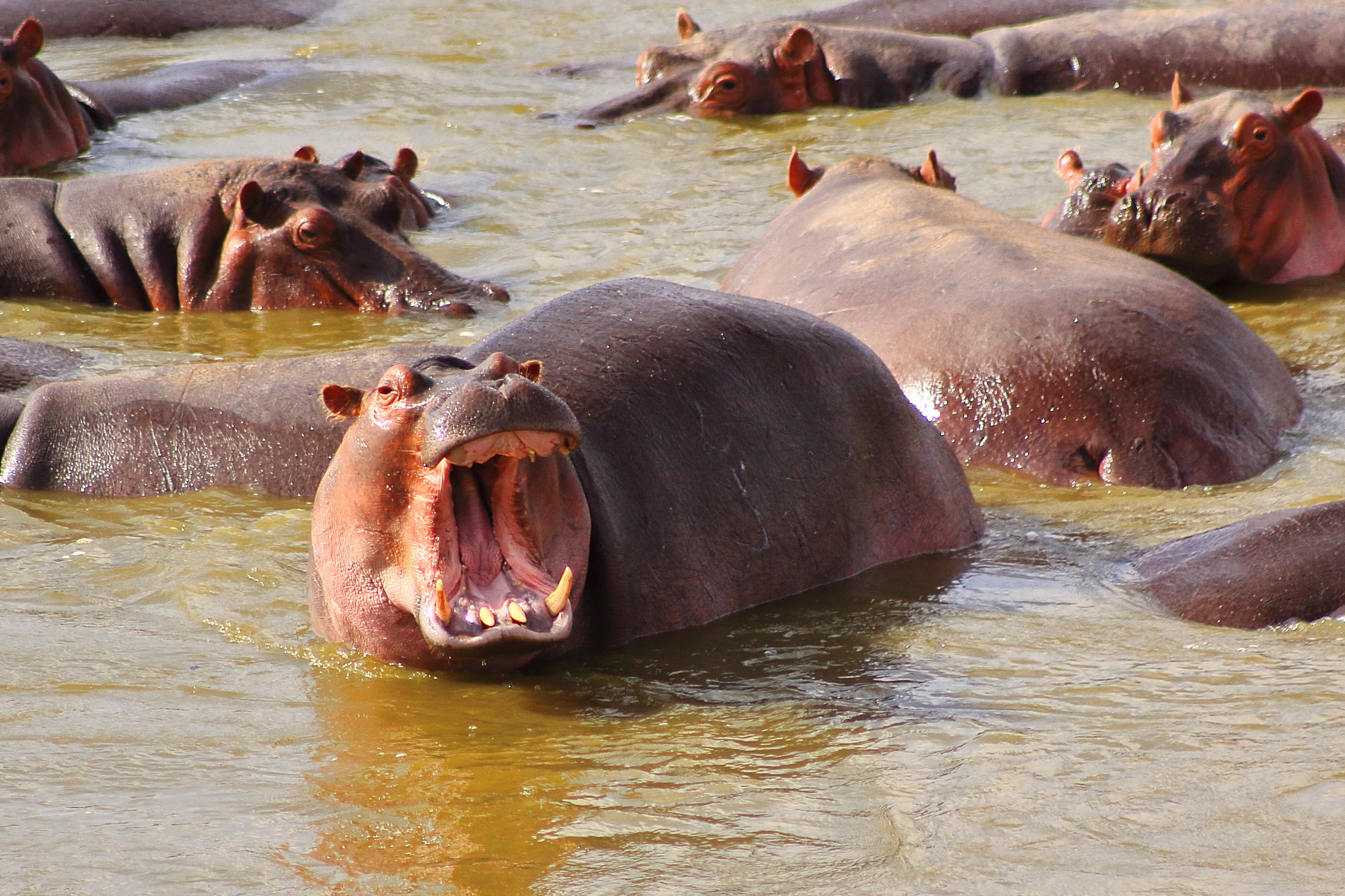 Canon EOS 50D + EF75-300mm f/4-5.6 sample photo. Kenia hippopotamus photography