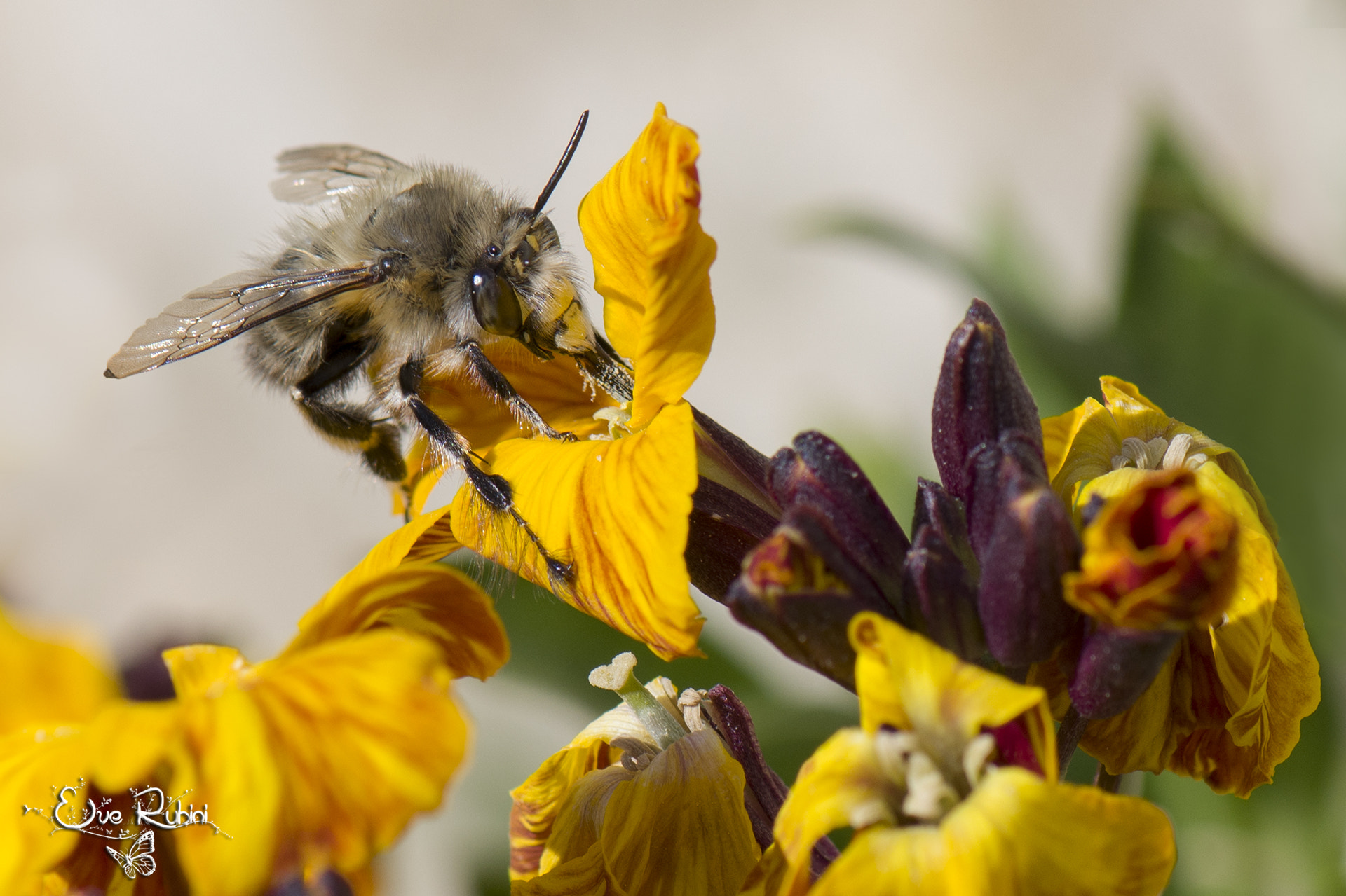 Nikon AF-S Micro-Nikkor 105mm F2.8G IF-ED VR sample photo. At work photography