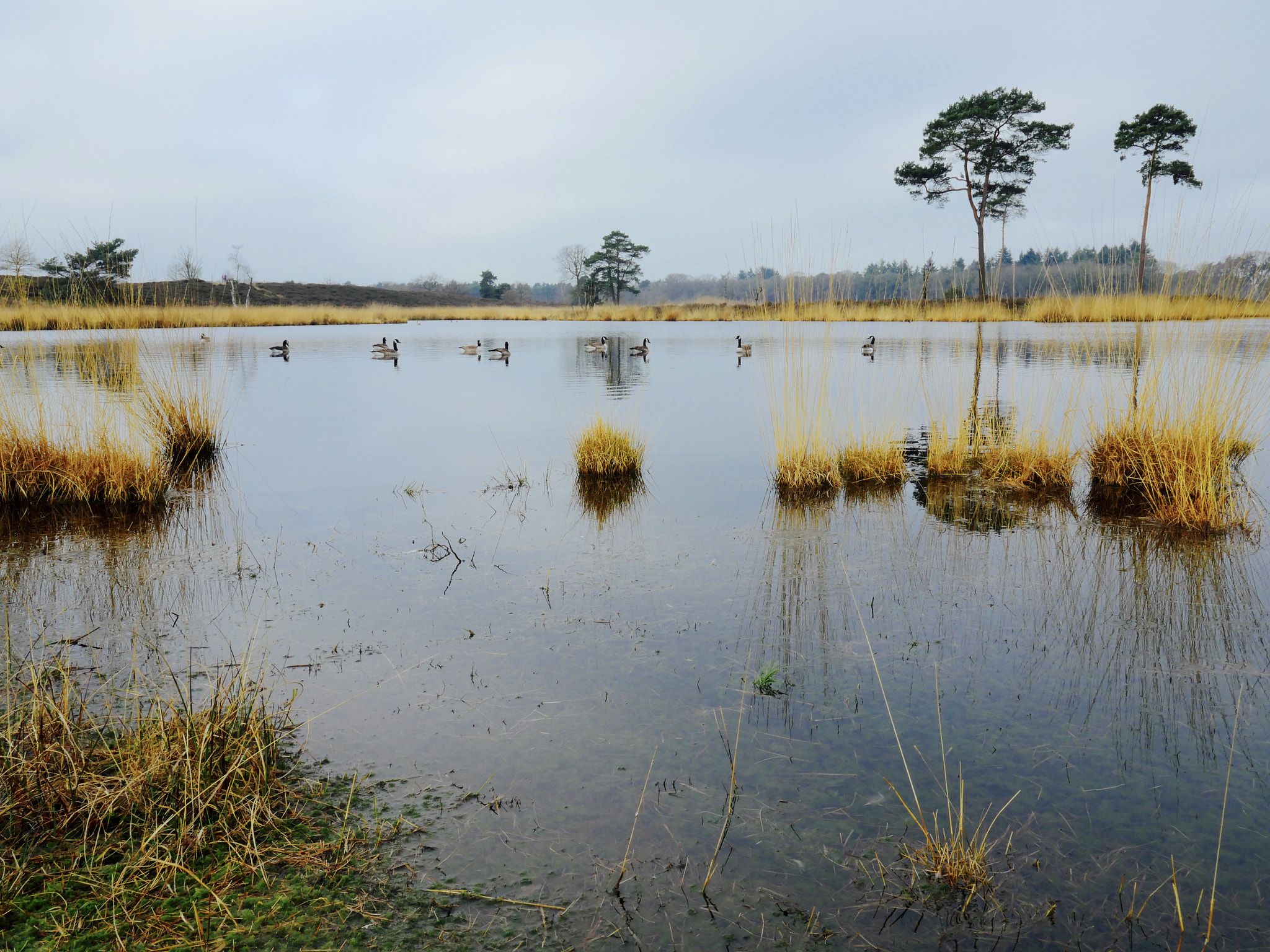 Panasonic Lumix DMC-GX8 sample photo. Holland, hatertse en overasseltse vennen photography