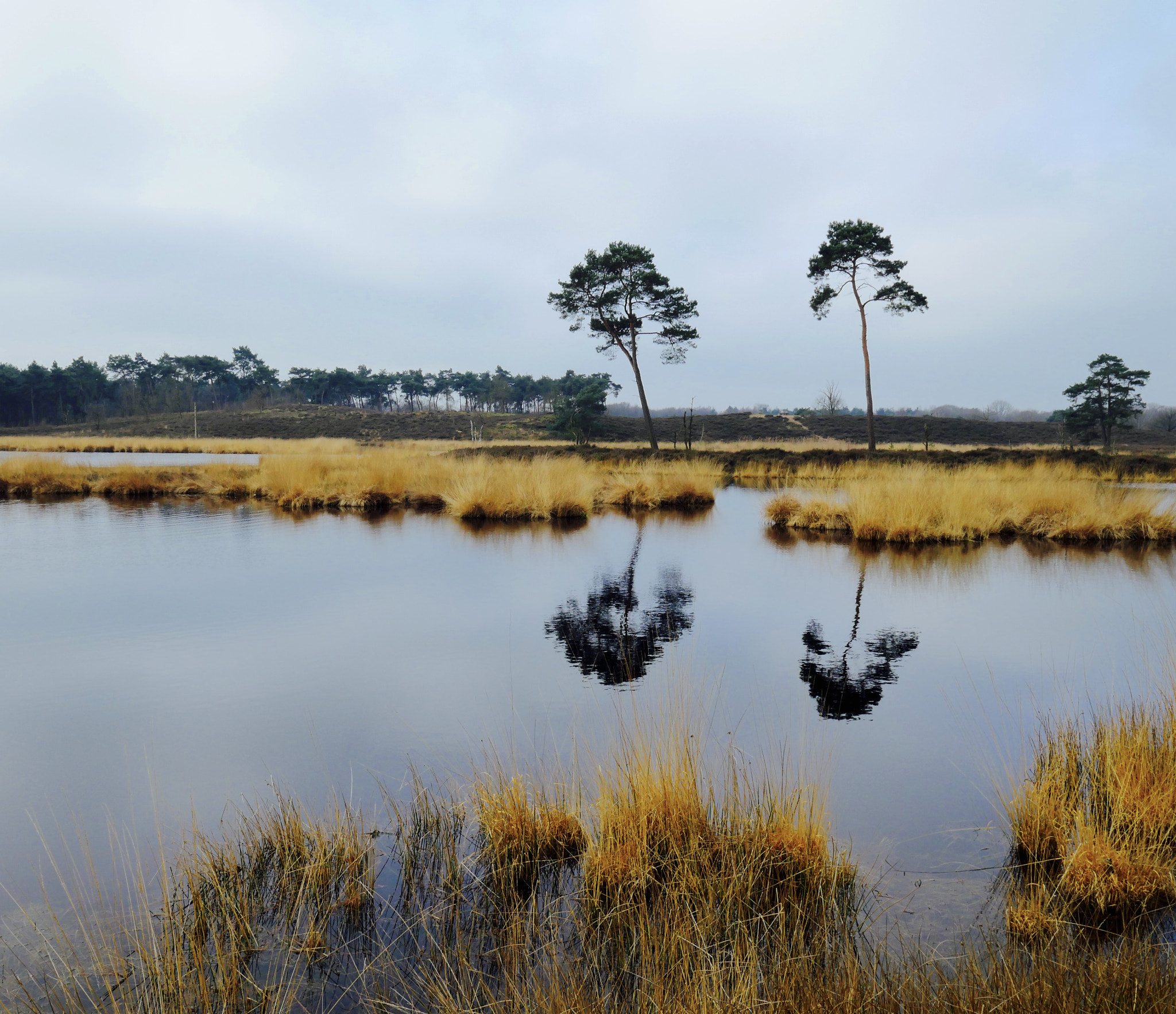 Panasonic Lumix DMC-GX8 sample photo. Holland, hatertse en overasseltse vennen photography