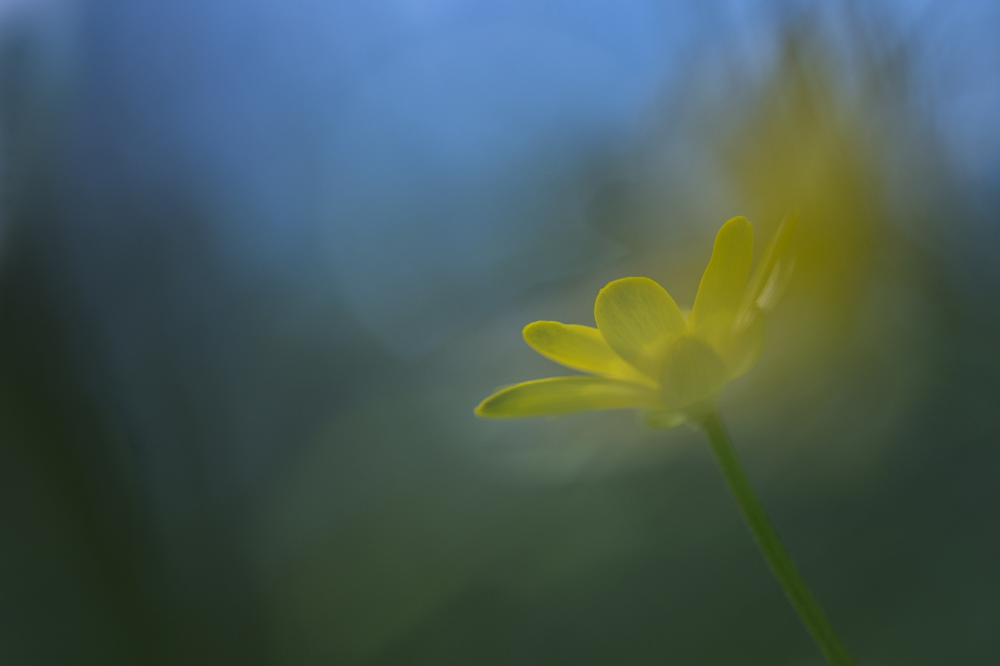 Nikon AF-S Micro-Nikkor 105mm F2.8G IF-ED VR sample photo. United colours of spring photography