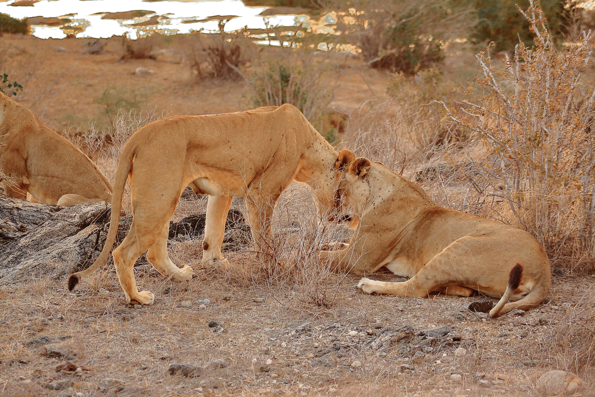 Canon EOS 50D + EF75-300mm f/4-5.6 sample photo. Kenia the lions photography