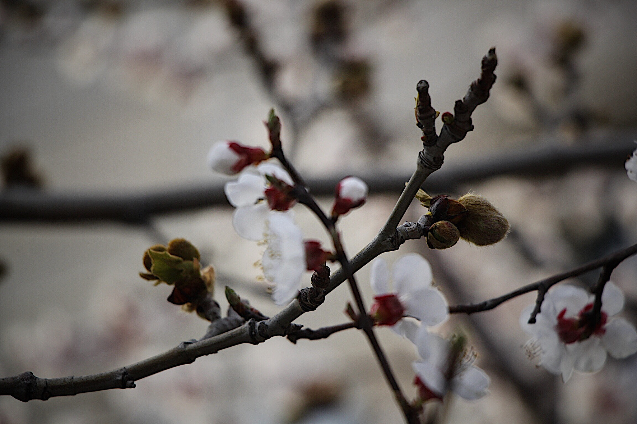 Canon EOS 60D sample photo
