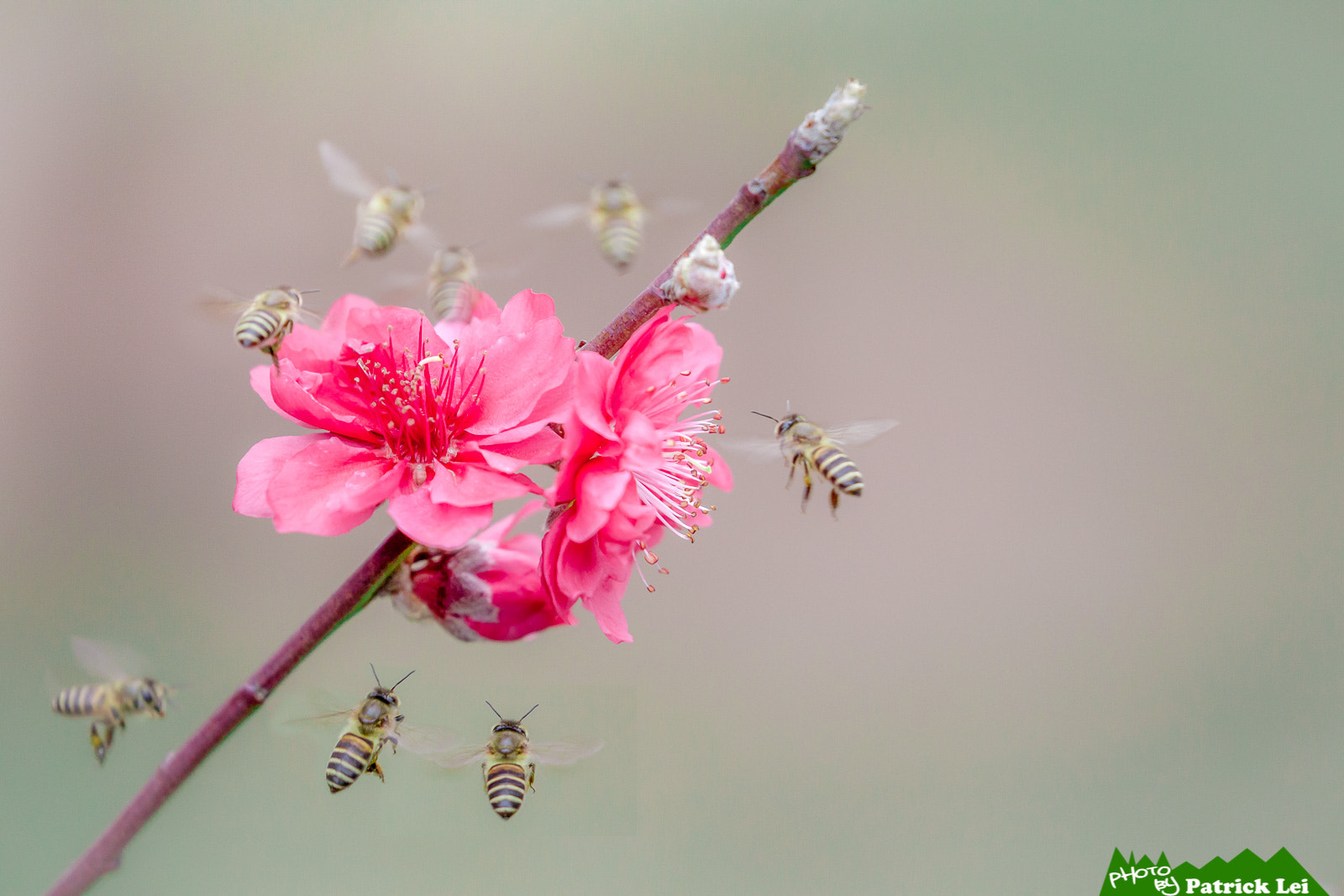 Canon EOS-1D Mark IV + Canon EF 100-400mm F4.5-5.6L IS II USM sample photo. Bees photography