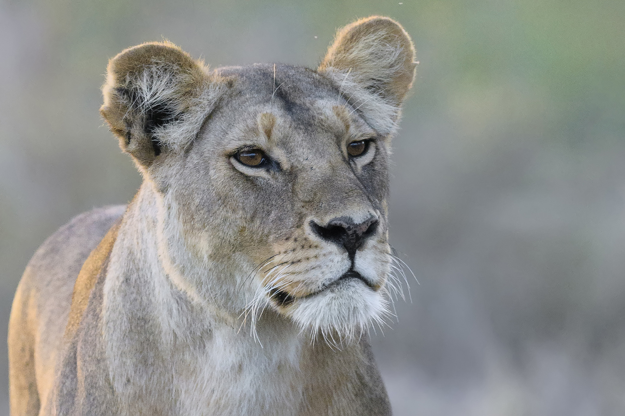 Nikon AF-S Nikkor 400mm F2.8E FL ED VR sample photo. Alpha lioness photography