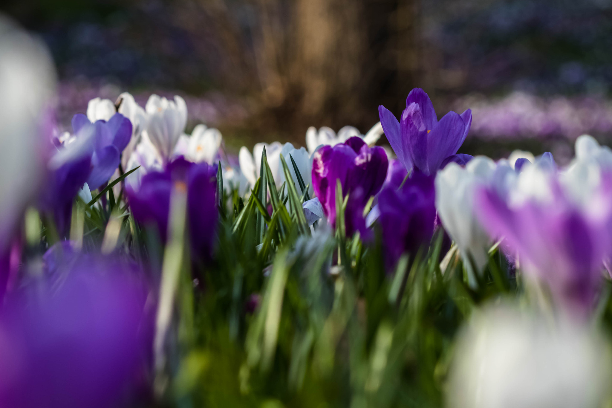 Canon EF 100mm F2.8 Macro USM sample photo. Park photography