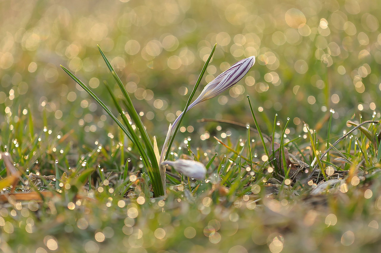 Nikon AF-S Nikkor 70-200mm F4G ED VR sample photo. Крокус в росе (a crocus in a dew) photography