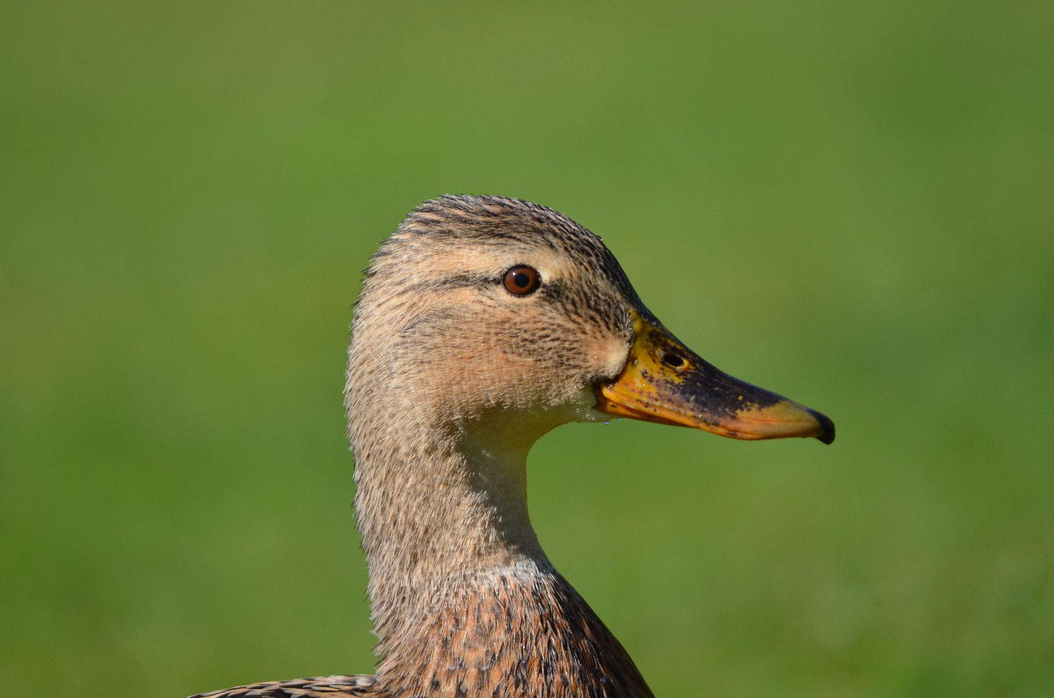 Nikon D5100 + Sigma 150-500mm F5-6.3 DG OS HSM sample photo. Mrs mallard photography