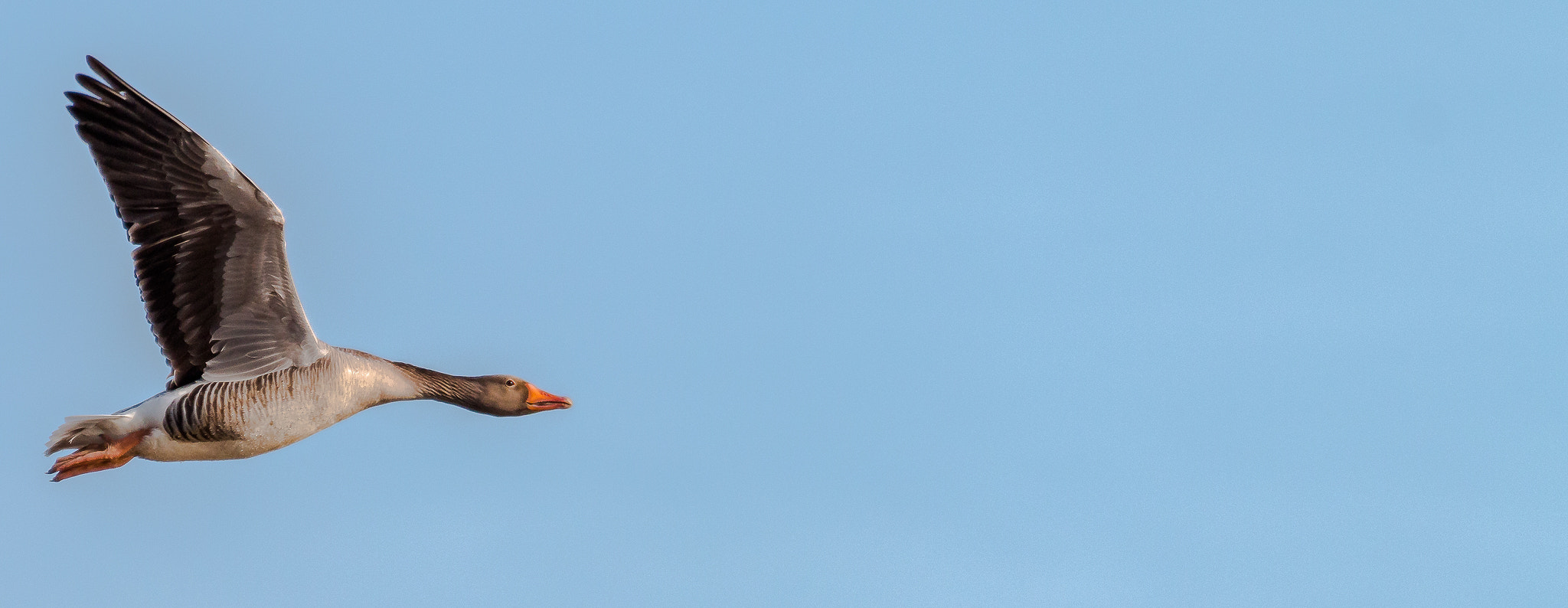 Canon EF 100-400mm F4.5-5.6L IS USM sample photo. Goose.... photography