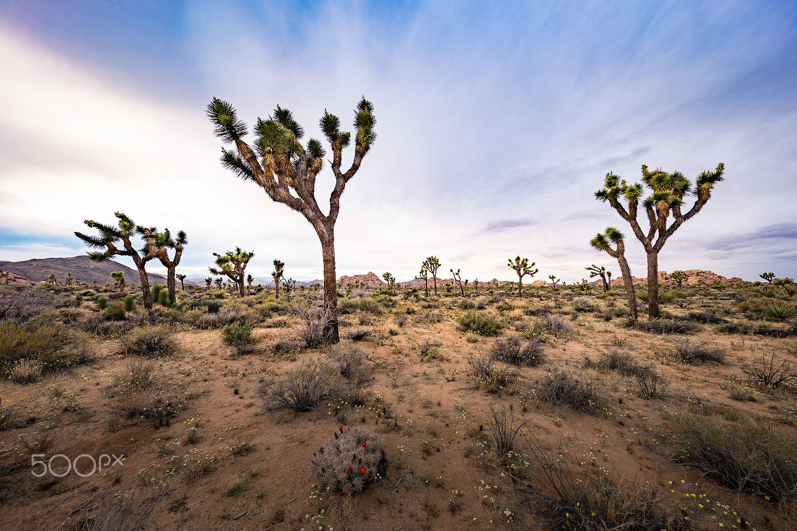 Canon EF 11-24mm F4L USM sample photo. Boy scout trail photography