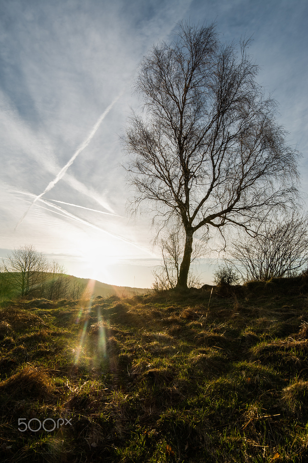 Samyang 14mm F2.8 ED AS IF UMC sample photo. Sun and a tree photography