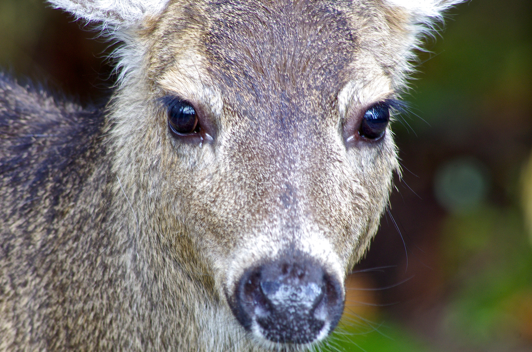 Pentax K-5 sample photo. The yearling photography