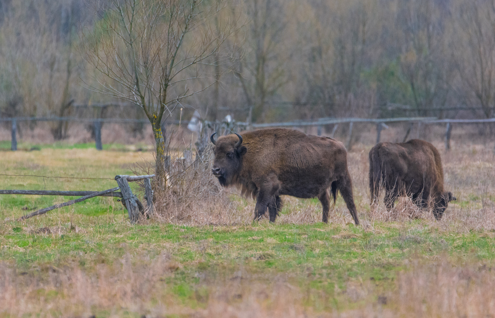 Nikon D7100 sample photo. Żubry  (bison bonasus) photography