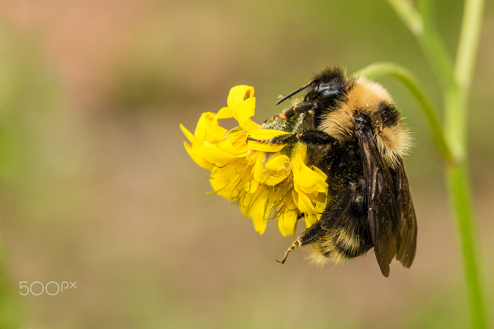 Nikon D7100 sample photo. Bumblebee photography