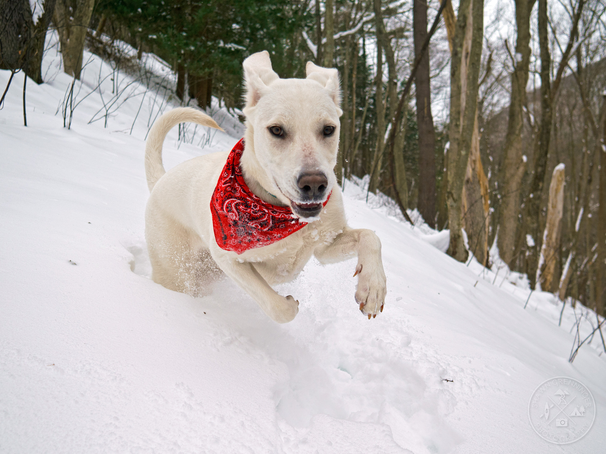 Sony a6000 sample photo. Playing in the snow photography