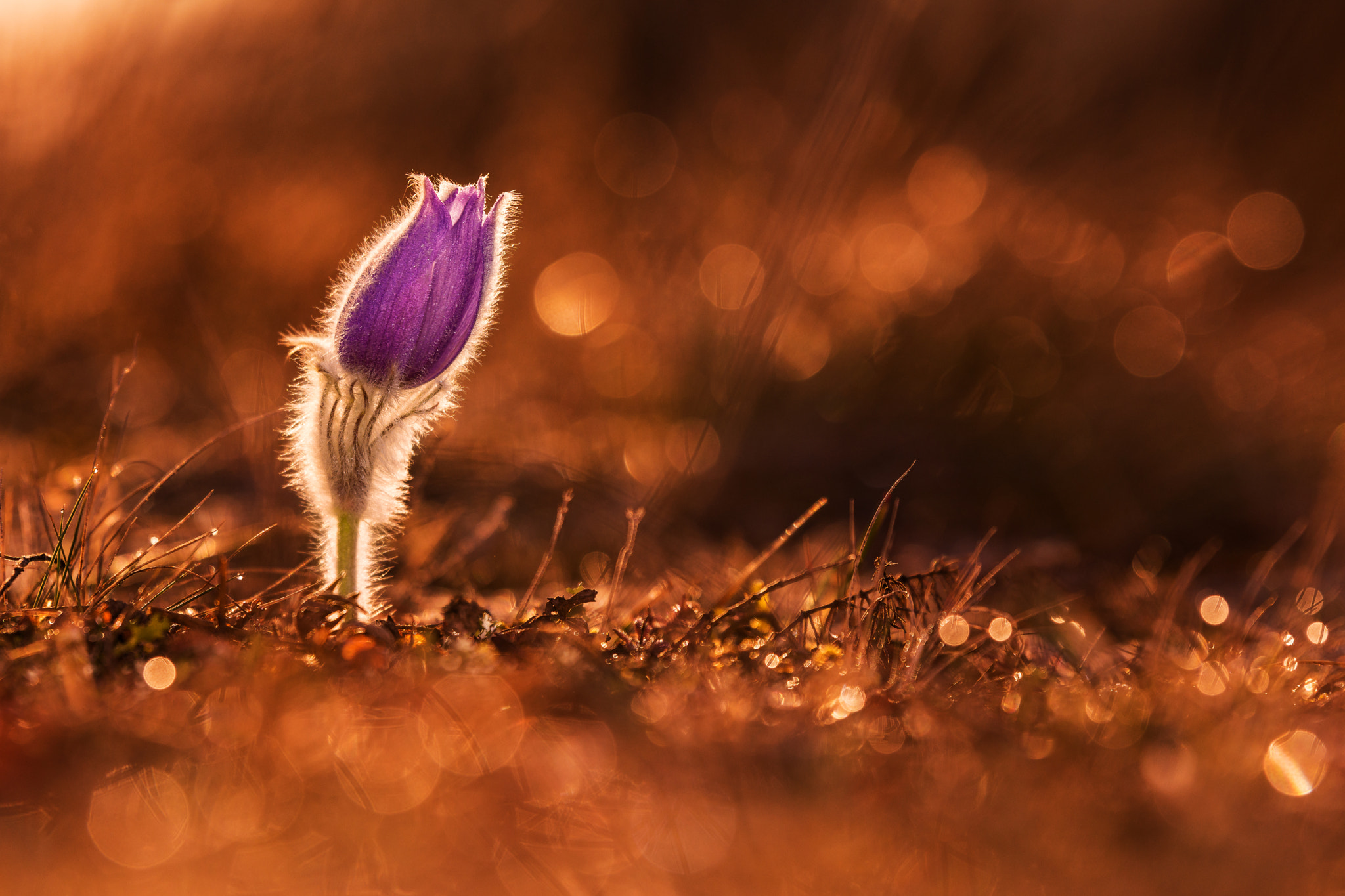 Tamron SP 70-200mm F2.8 Di VC USD sample photo. Pasque @ pearls photography